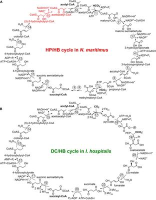 (S)-3-Hydroxybutyryl-CoA Dehydrogenase From the Autotrophic 3-Hydroxypropionate/4-Hydroxybutyrate Cycle in Nitrosopumilus maritimus